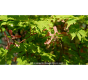ACER japonicum 'Aconitifolium' - Printemps