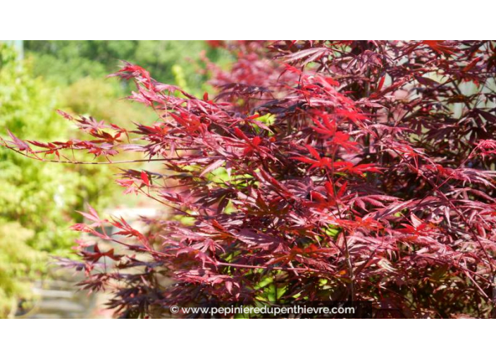 ACER palmatum 'Trompenburg'