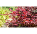 ACER palmatum 'Trompenburg'