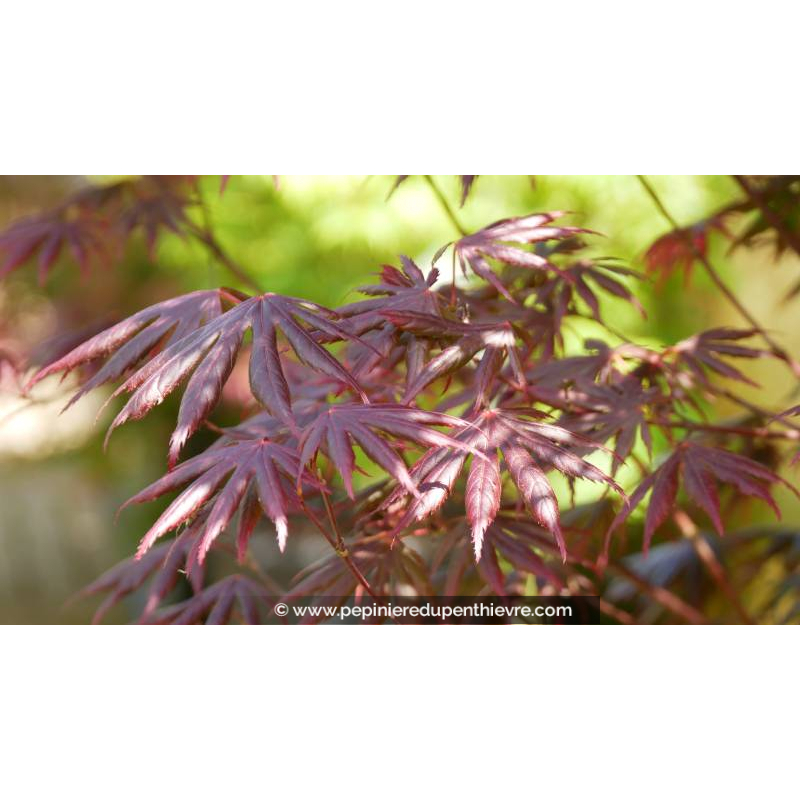 ACER palmatum 'Trompenburg' - Printemps