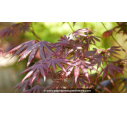 ACER palmatum 'Trompenburg' - Printemps