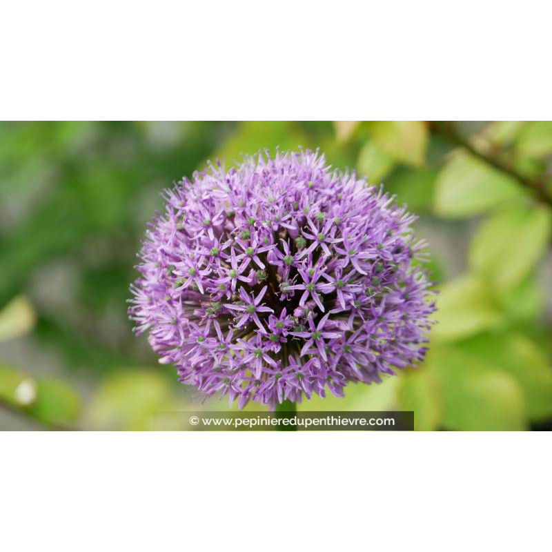 ALLIUM 'Gladiator'