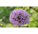 ALLIUM 'Gladiator'