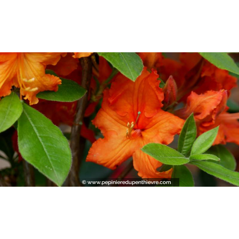 AZALEA mollis 'Gibraltar' (orange) - Printemps