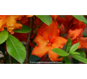 AZALEA mollis 'Gibraltar' (orange) - Printemps