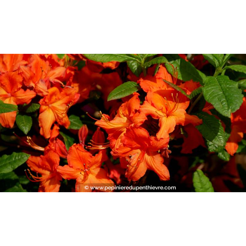AZALEA mollis 'Hotspur Red' (rouge) - Printemps