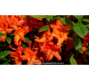 AZALEA mollis 'Hotspur Red' (rouge) - Printemps