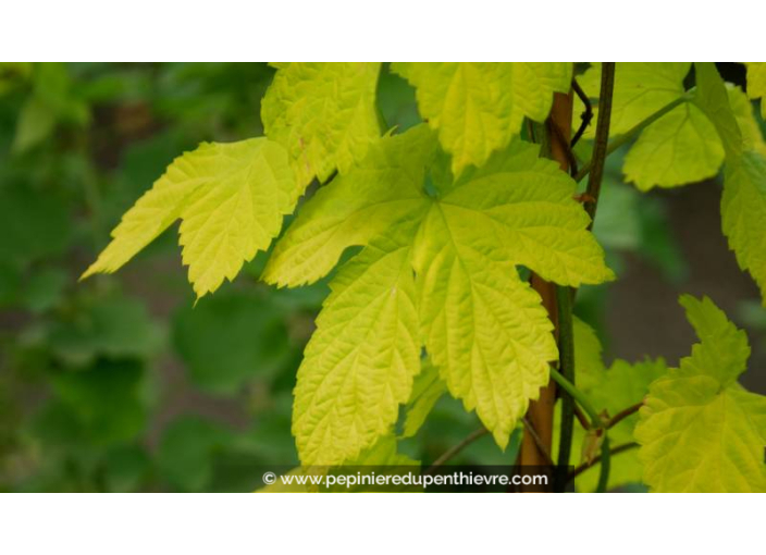 HUMULUS lupulus 'Aureus' - Printemps