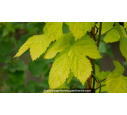 HUMULUS lupulus 'Aureus' - Printemps