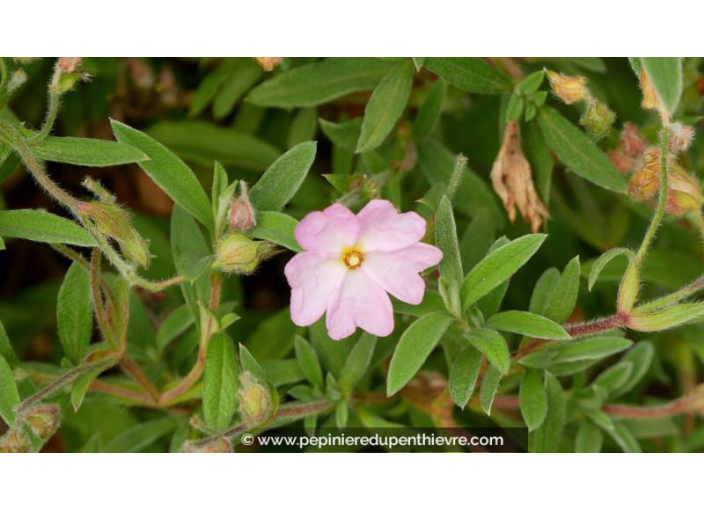 CISTUS skanbergii - Printemps