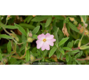 CISTUS skanbergii - Printemps