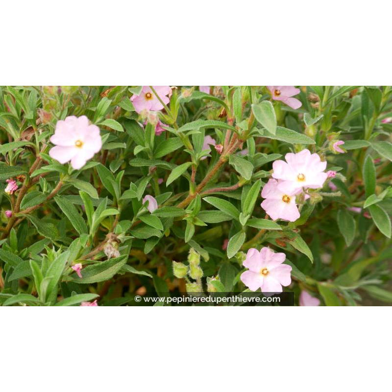 CISTUS skanbergii - Printemps