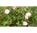 CISTUS skanbergii - Printemps