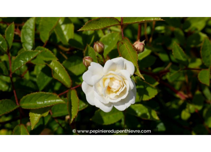ROSIER paysager 'Little White Pet' - Printemps