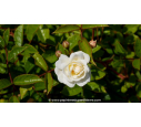 ROSIER paysager 'Little White Pet' - Printemps