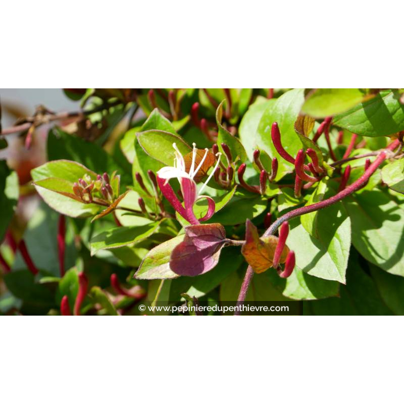 LONICERA japonica var. chinensis - Printemps