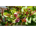 LONICERA japonica var. chinensis - Printemps