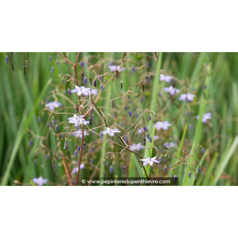 DIANELLA revoluta 'Little Rev' - Printemps