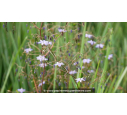 DIANELLA revoluta 'Little Rev' - Printemps