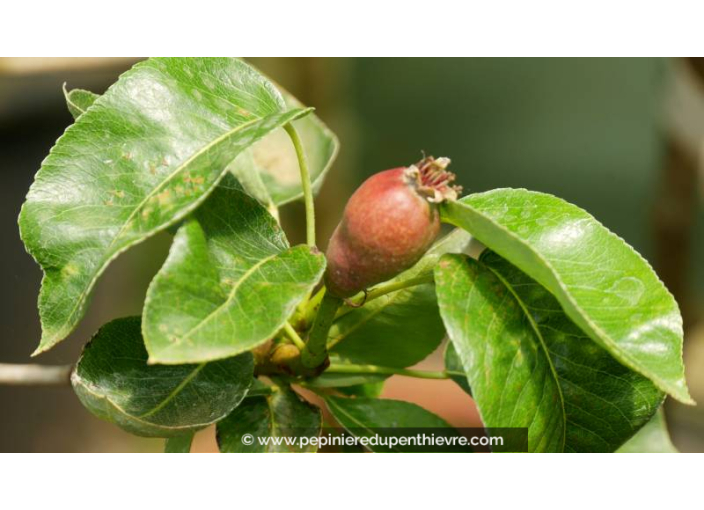 POIRIER 'Docteur Jules Guyot' PYRUS communis - La Pépinière du Penthièvre