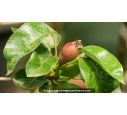 POIRIER 'Docteur Jules Guyot' PYRUS communis - La Pépinière du Penthièvre