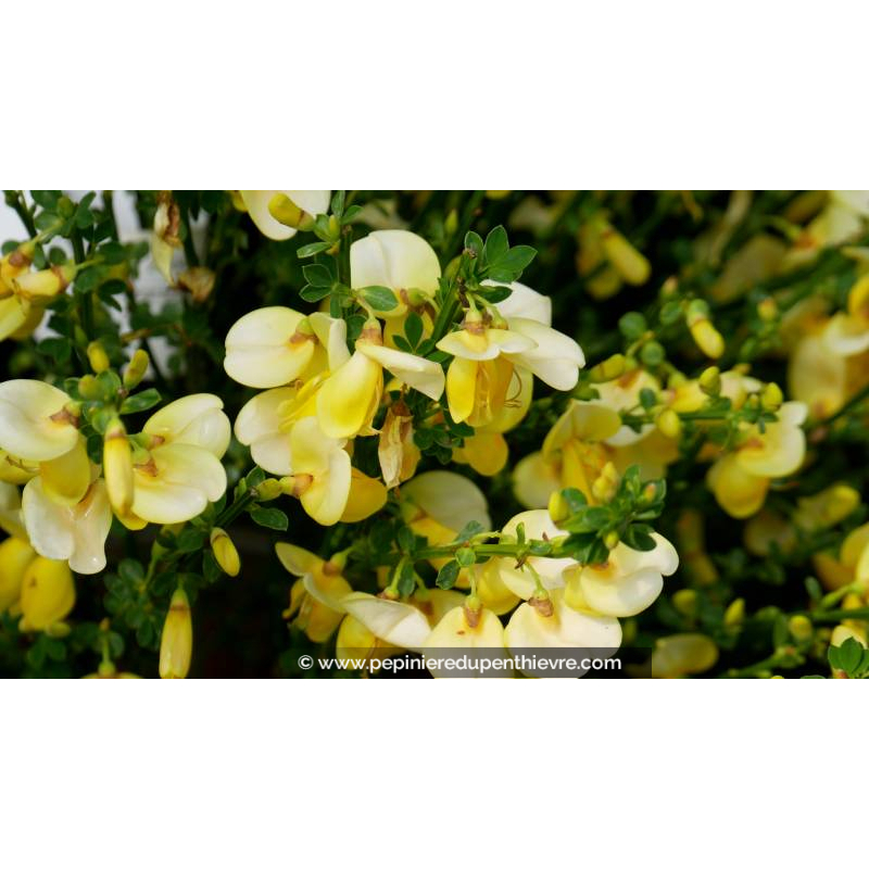 CYTISUS scoparius 'Luna' - Printemps