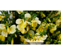 CYTISUS scoparius 'Luna' - Printemps
