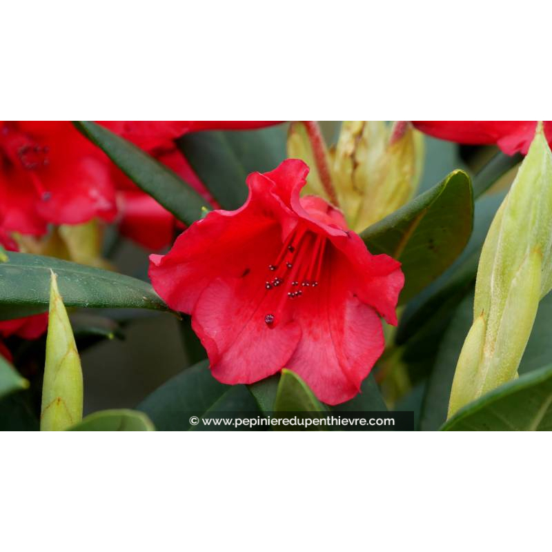 RHODODENDRON x 'Melville' (rouge)