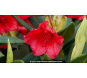RHODODENDRON x 'Melville' (rouge)