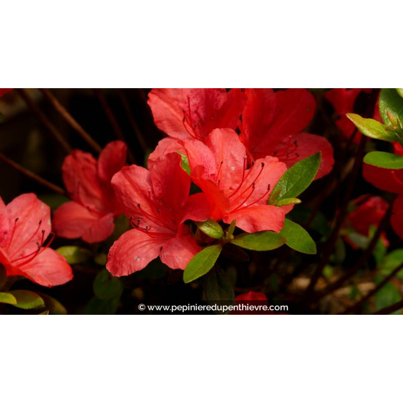 AZALEA japonica 'Orange Beauty' - Printemps