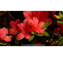 AZALEA japonica 'Orange Beauty' - Printemps