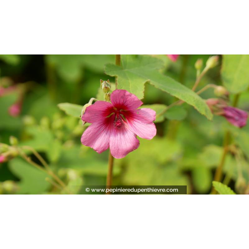 ANISODONTEA capensis 'El Rayo'