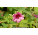 ANISODONTEA capensis 'El Rayo'
