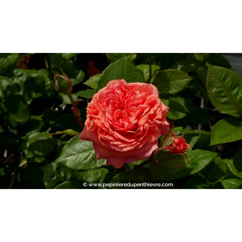 ROSIER 'Amour de Molène'® - Printemps