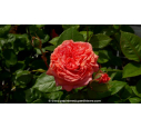ROSIER 'Amour de Molène'® - Printemps