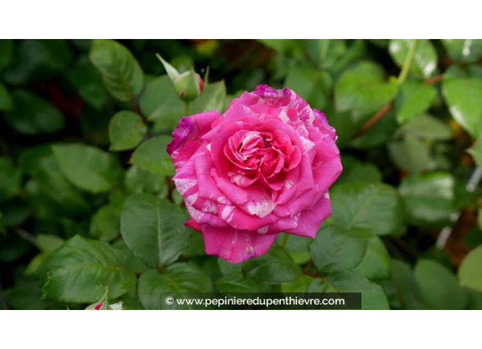 ROSIER 'Crazy Fashion'®
