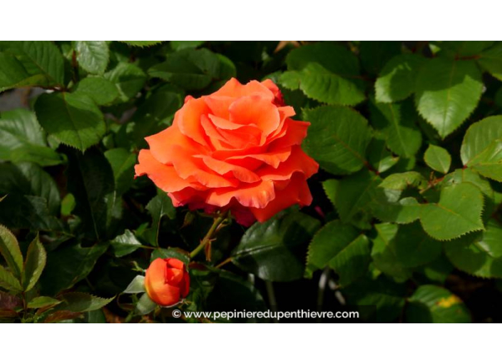 ROSIER 'Anne Vanderlove'®