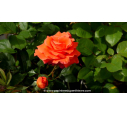ROSIER 'Anne Vanderlove'®