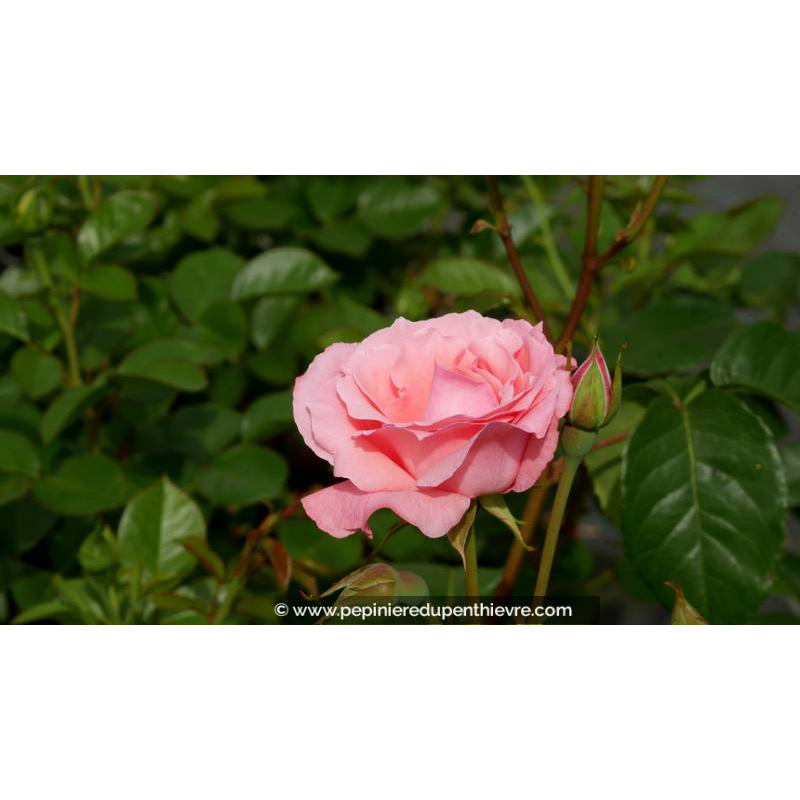 ROSIER 'Queen Elizabeth'®