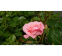 ROSIER 'Queen Elizabeth'®