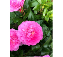 ROSIER buisson 'Baie des Anges Romantica'® rose - Pépinière du Penthièvre