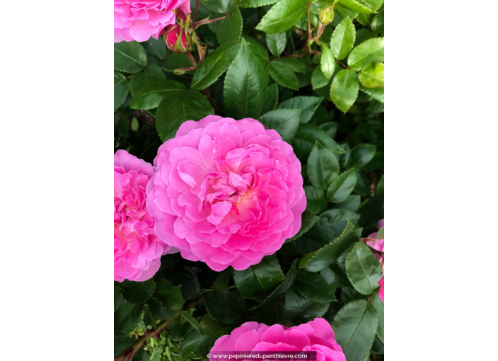 ROSIER buisson 'Baie des Anges Romantica'® rose - Pépinière du Penthièvre