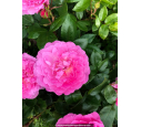 ROSIER buisson 'Baie des Anges Romantica'® rose - Pépinière du Penthièvre