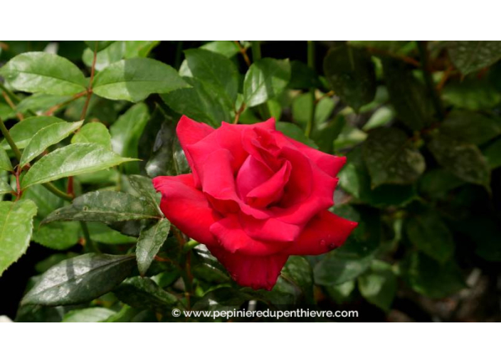 ROSIER 'Le Grand Huit'®