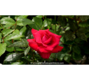 ROSIER 'Le Grand Huit'®