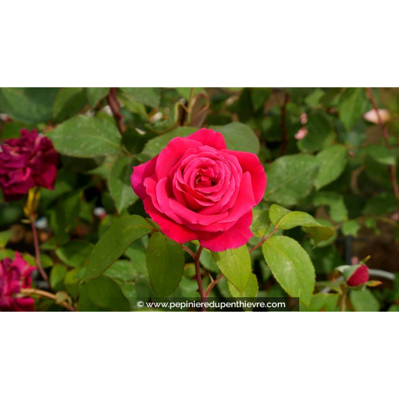 ROSIER 'Mister Lincoln'