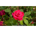 ROSIER 'Mister Lincoln'