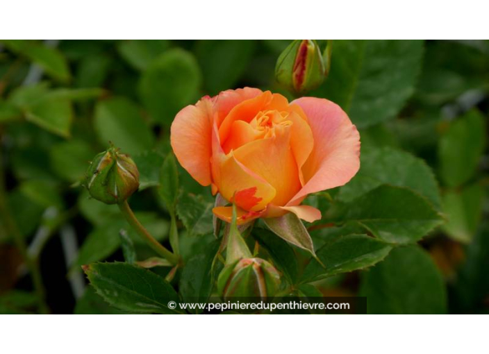 ROSIER 'Ibiza'®, orange, parfumé, exotique - Pépinière du Penthièvre
