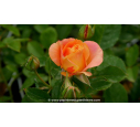 ROSIER 'Ibiza'®, orange, parfumé, exotique - Pépinière du Penthièvre