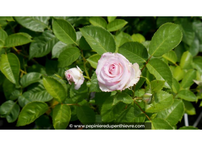 ROSIER 'Moonstar'® - Printemps